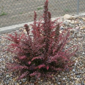 Саженец барбариса Тунберга Коронита (Coronita)