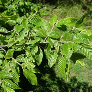 Саженец граба Сердцелистного ( от 15 см)