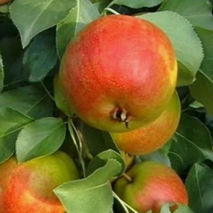 Груша Веселинка