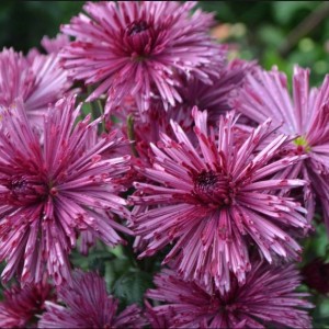 Хризантема Бузков Ёжик