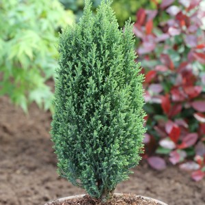 Саженец кипарисовика Лавсона 20-40 см