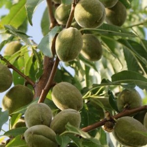 Саженцы миндаля Комплект из 3 саженцев Миндаля Обыкновенного