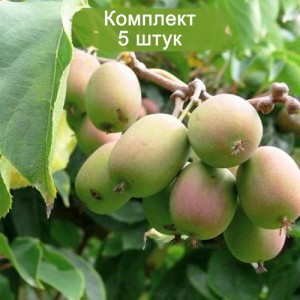 Саженцы женской актинидии гибридной колбасиной -  комплект 5 шт.