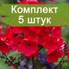 Саженцы флокса Тенор (Tenor) -  комплект 5 шт.