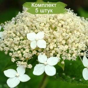 Саженцы гортензии древовидной Белый купол (White Dome)  -  комплект 5 шт.