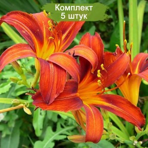 Саженцы лилейника Сэмми Расселл (Sammy Russell ) -  комплект 5 шт.