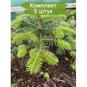 Саженцы пихты Кавказской 20-40 см -  комплект 5 шт.