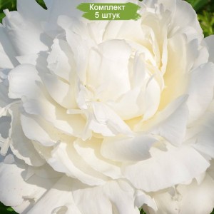 Саженцы пиона Ann Cousins (Энн Казенс ) -  комплект 5 шт.