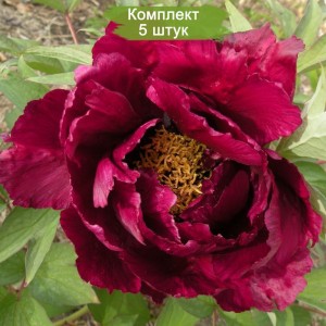 Саженцы пиона древовидный Darkest Jade -  комплект 5 шт.