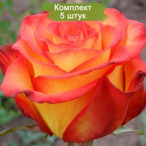 Саженцы чайно-гибридной розы Циркус (Circus) -  комплект 5 шт.
