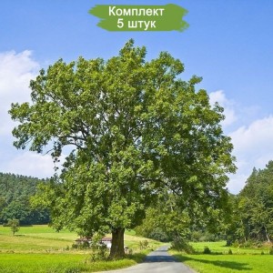 Саженцы ясеня Обыкновенного (60-100 см) -  комплект 5 шт.