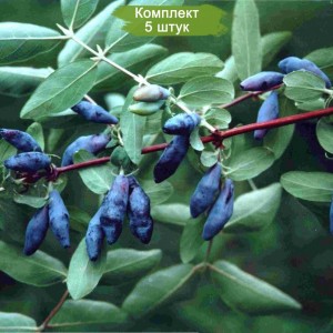 Саженцы жимолости Голубое Веретено -  комплект 5 шт.