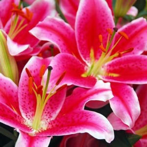 Луковица лилии Старлайт экспресс (Starlight Express)