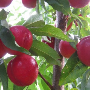 Саженец нектарина Кримсон голд (Crimson Gold)