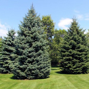 Саженец пихты Сибирской 100-150 см