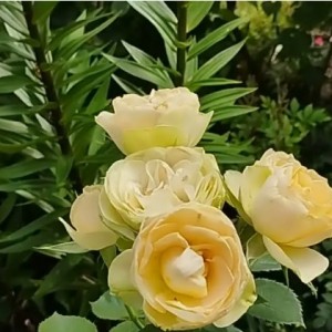 Роза Шампань Рококо (флорибунда)