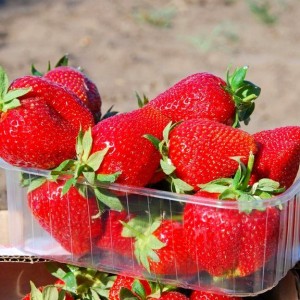 Саженец клубники Джоли (Средняя)