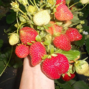 Саженец ремонтантной Клубники Шарлотта (Средняя)