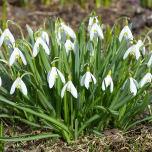 Луковица зеленого подснежника