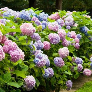 Саженец гортензии крупнолистной Бесконечное лето