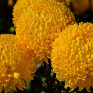 Саженец хризантемы мультифлора Хало (Желтая )