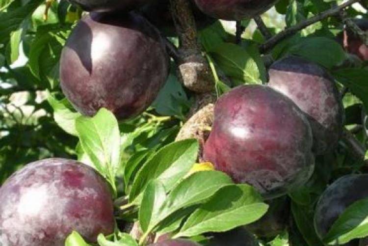 Алыча Клеопатра (Средняя/Фиолетовая)