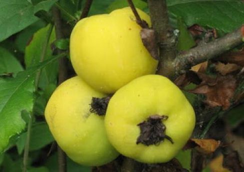 Айва яблоковидная Враниска Дания