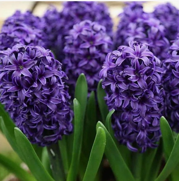 Гиацинт Атлантик