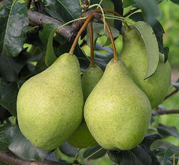 Груша Орловская летняя
