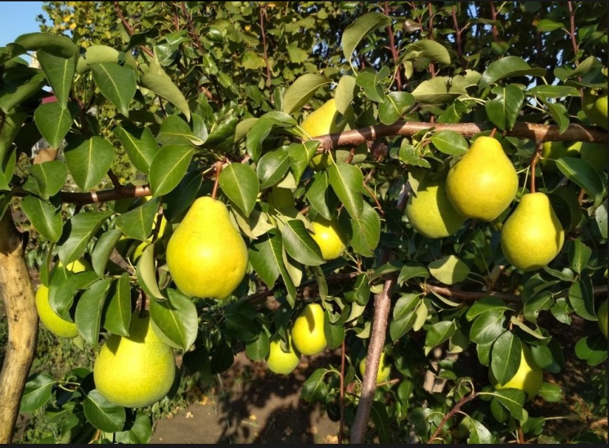 Груша Зурбаган