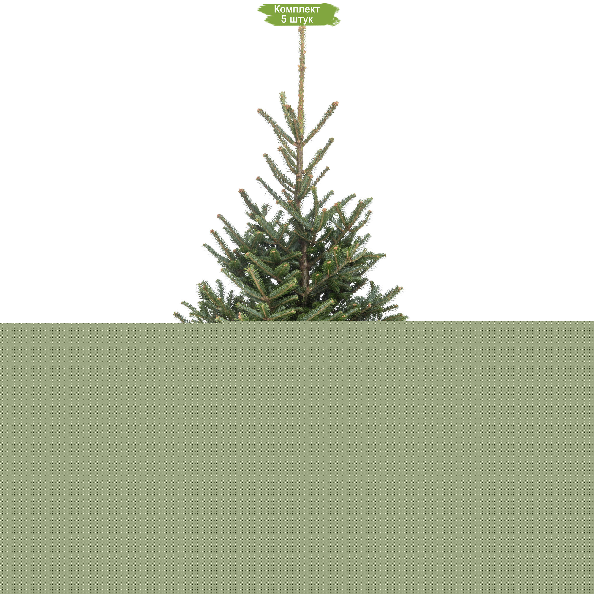 Саженцы Сибирской ели в горшке -  комплект 5 шт.
