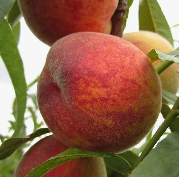 Персик Франт