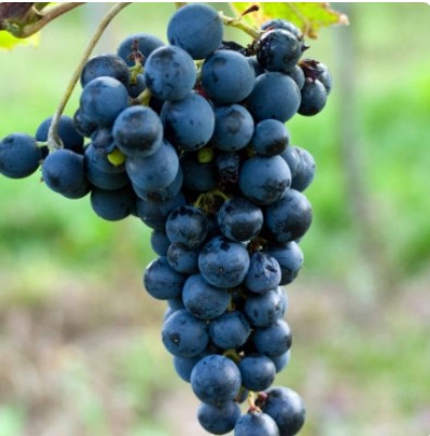 Виноград Амур