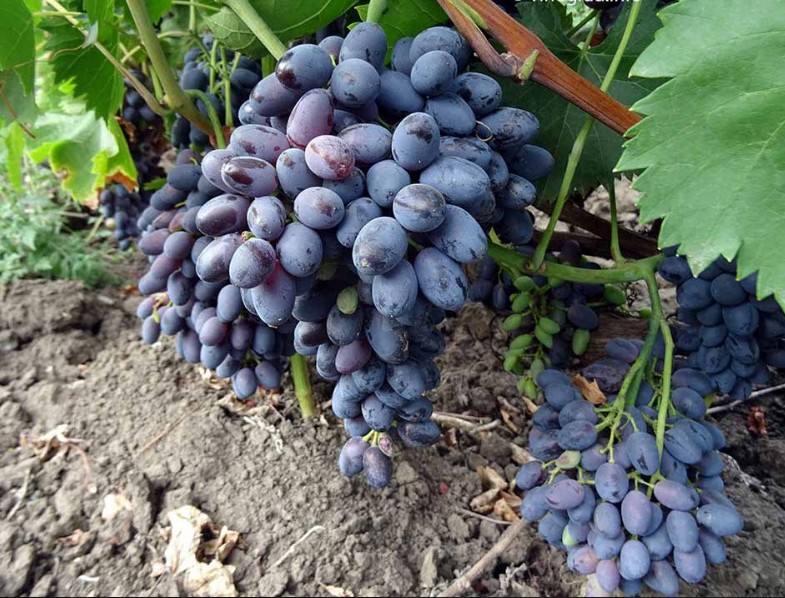 Виноград Декабрьский