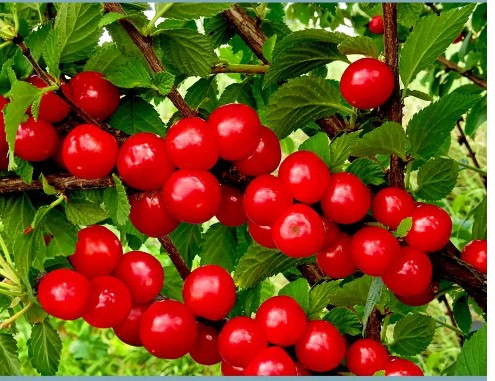 Вишня войлочная Восторг