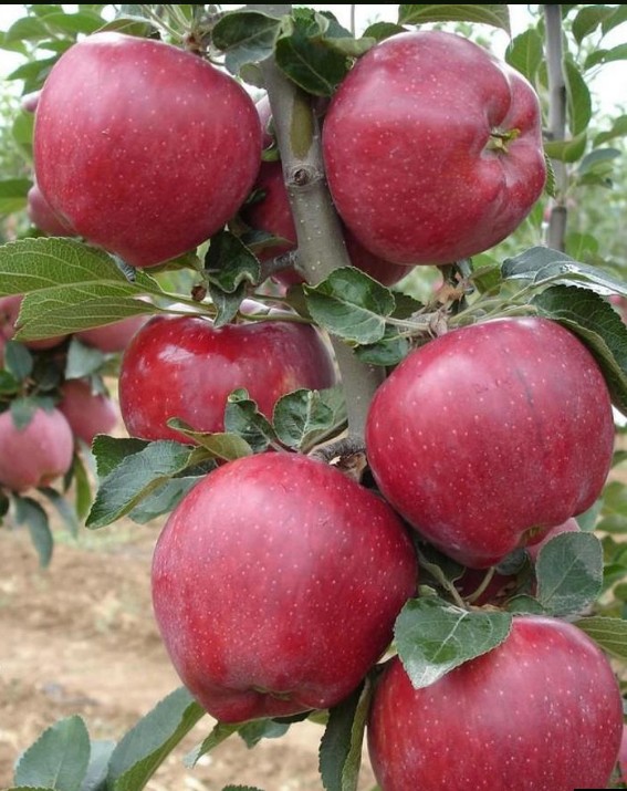 Яблоня Аркаим (колоновидная)