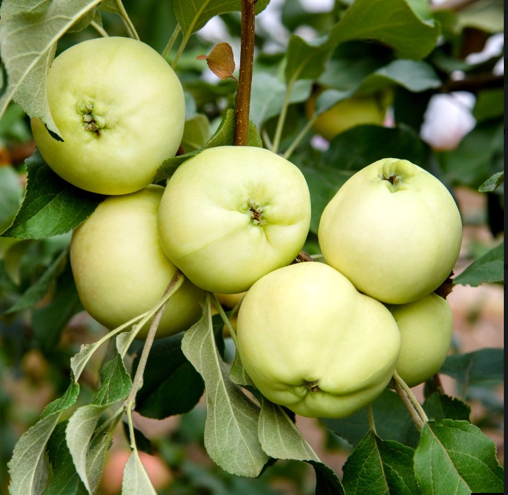 Яблоня Белое летнее