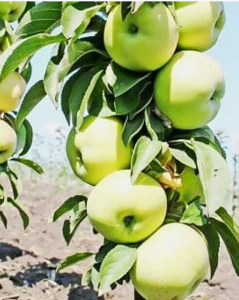Яблоня Белоснежка (колоновидная)