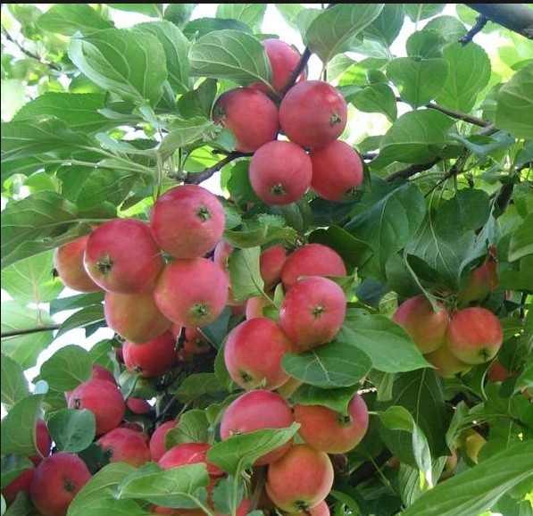 Яблоня Горноалтайское