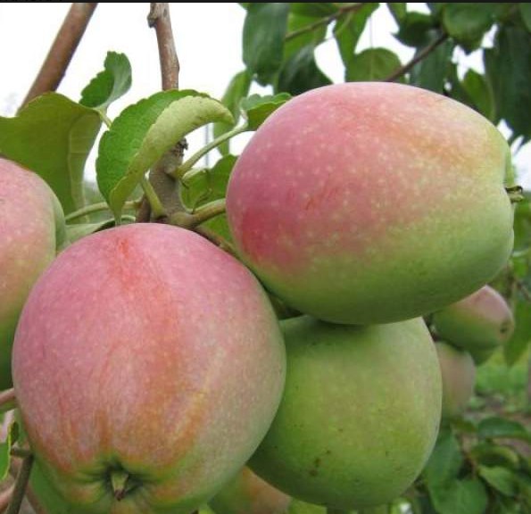 Яблоня Горный синап