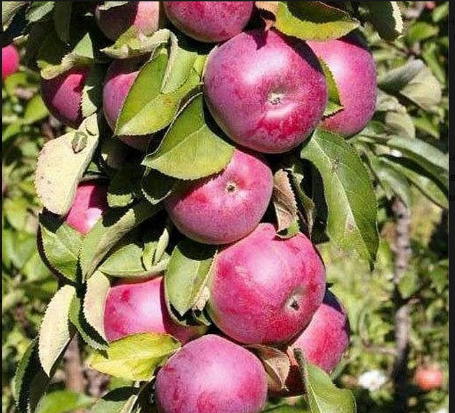 Яблоня Каскад (колоновидная)