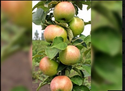 Яблоня Янтарное Ожерелье (колоновидная)
