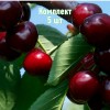 Комплект 5шт / Черешня Веда