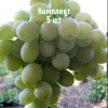 Комплект 5шт / Виноград Агадаи